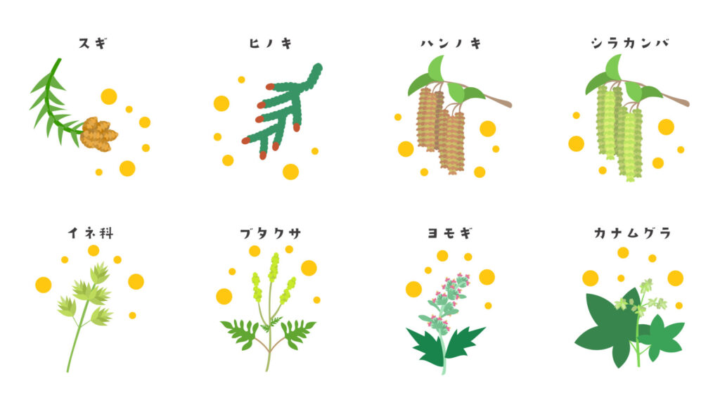 【イラスト】花粉症のアレルゲンとなる植物のイラスト素材